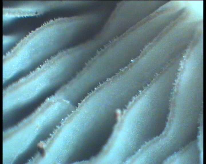 Hydropus marginellus   (Pers.:Fr.)  Singer